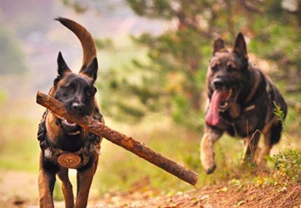 Cani da salvataggio grazie